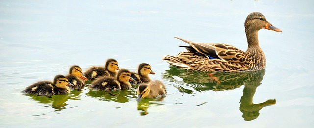 Enten und Gänse